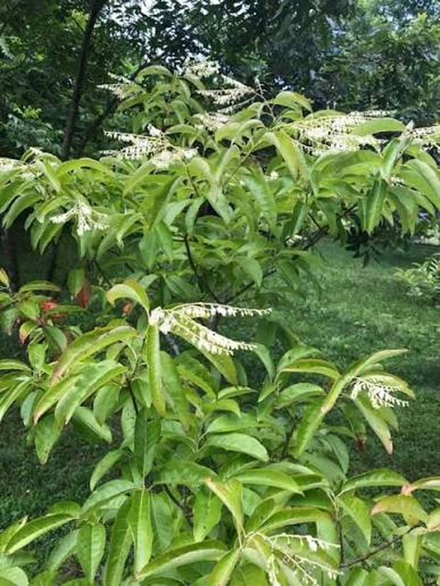 Sourwood in bloom, white bell flowers along drooping sprays