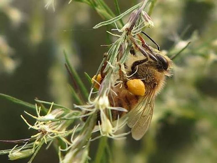 Honeybee working sourwood blossom with full pollen baskets